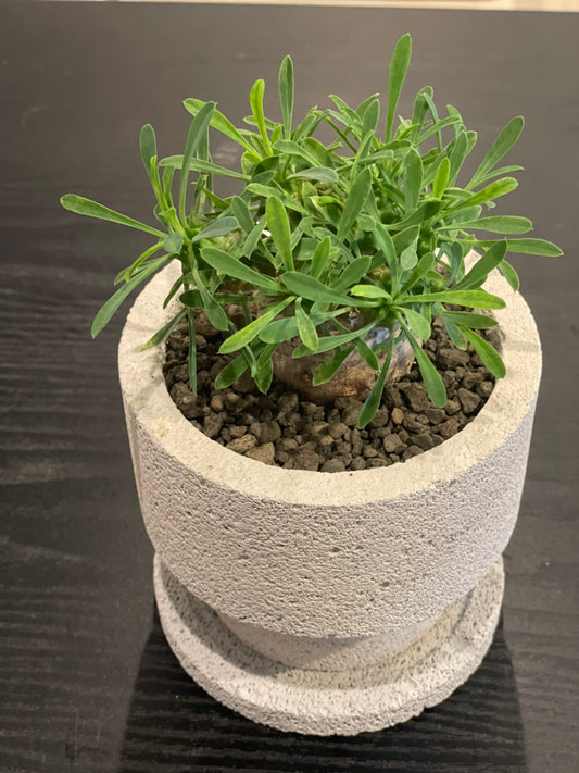 【植物図鑑】ユーフォルビア・峨眉山（Euphorbia lactea）とは？神秘的な三角柱状の多肉植物の魅力