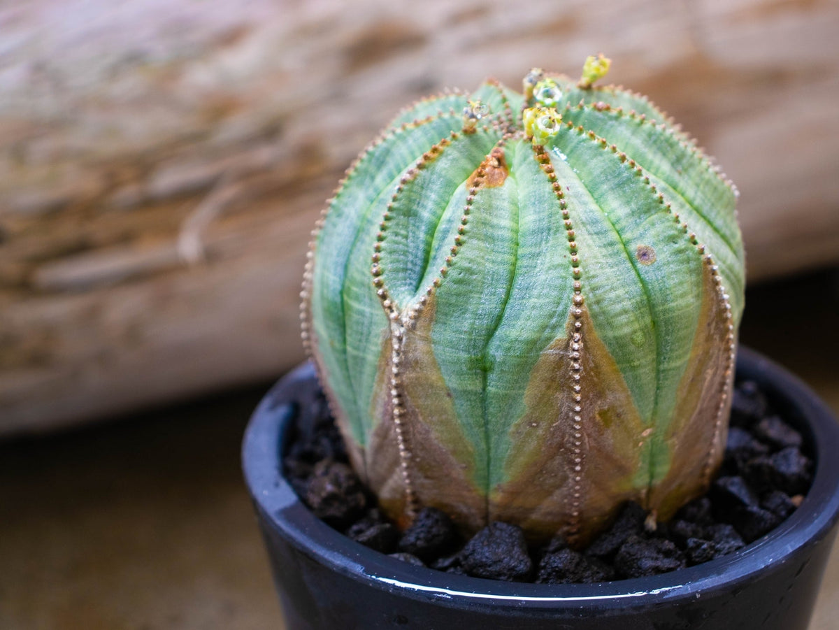 植物図鑑】ユーフォルビア・オベサ（Euphorbia obesa）とは？球形の体 