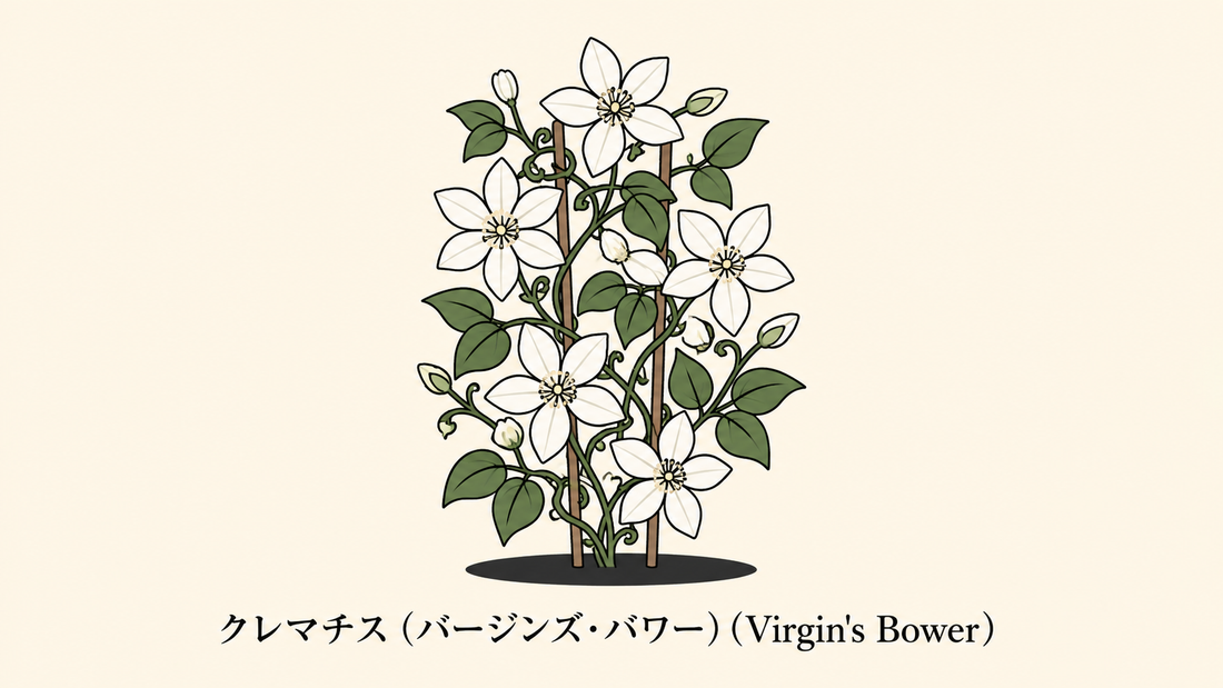【クレマチス】の花言葉は「親子の愛」｜文献に残る象徴の意味