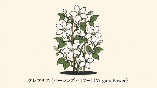 【クレマチス】の花言葉は「親子の愛」｜文献に残る象徴の意味
