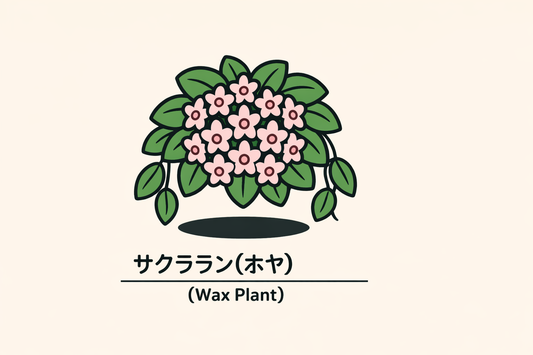 【サクララン】の花言葉は「影響の受けやすさ」｜象徴の由来