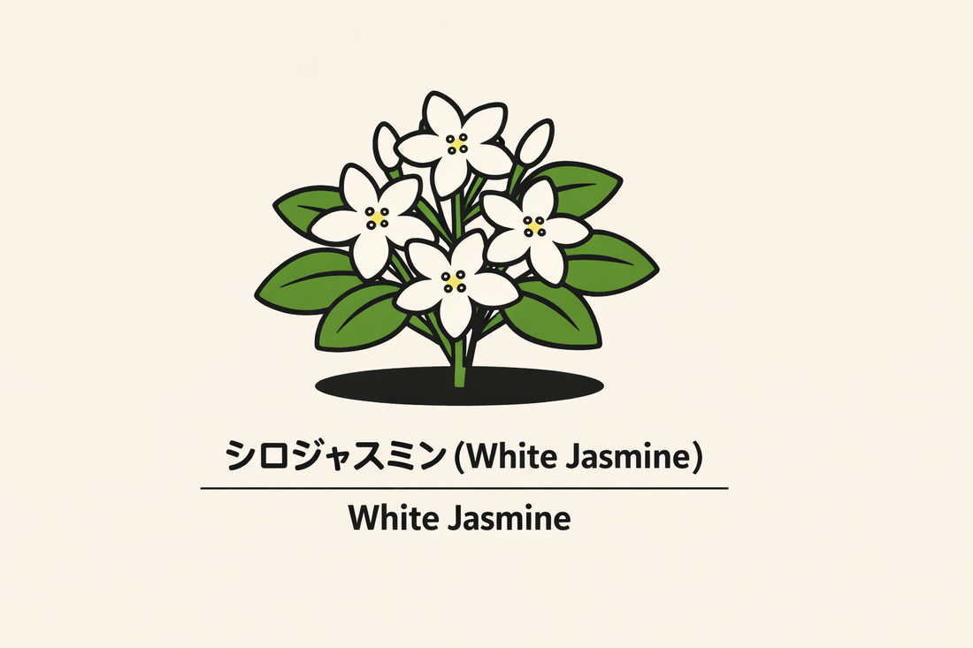 【シロジャスミン】の花言葉は「愛嬌」｜1884年の記録と意味