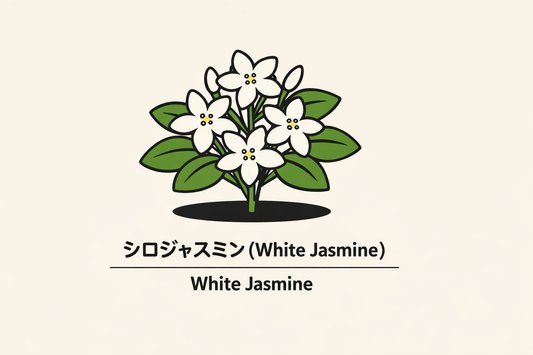 【シロジャスミン】の花言葉は「愛嬌」｜1884年の記録と意味
