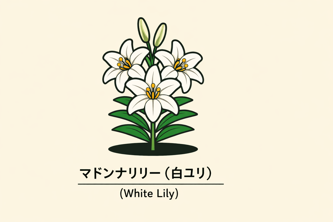 【マドンナリリー】の花言葉は「純潔・慎み」｜白ユリに託された象徴
