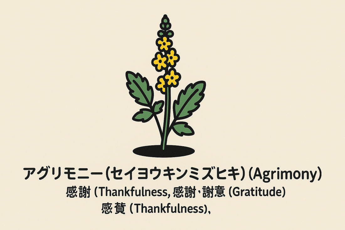 【アグリモニー】の花言葉は「感謝」｜文献に記された名称の象徴