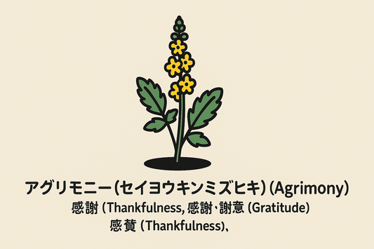 【アグリモニー】の花言葉は「感謝」｜文献に記された名称の象徴