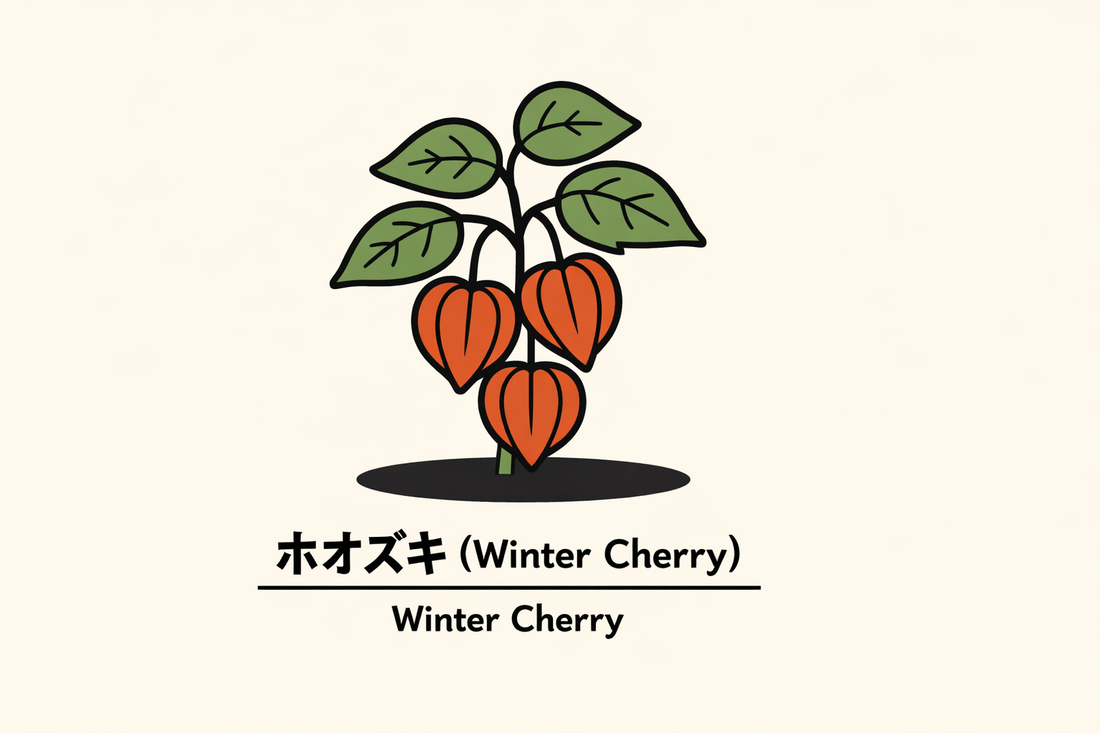 【ホオズキ】の花言葉は「欺き」｜1884年Greenawayの記録と意味