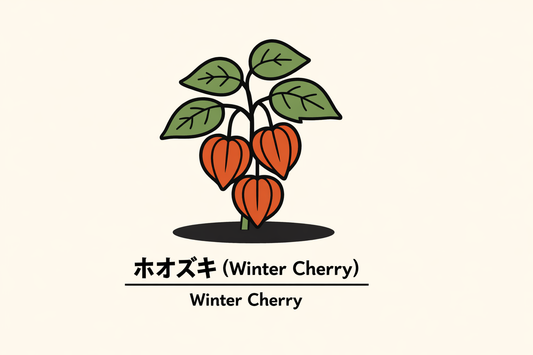 【ホオズキ】の花言葉は「欺き」｜1884年Greenawayの記録と意味