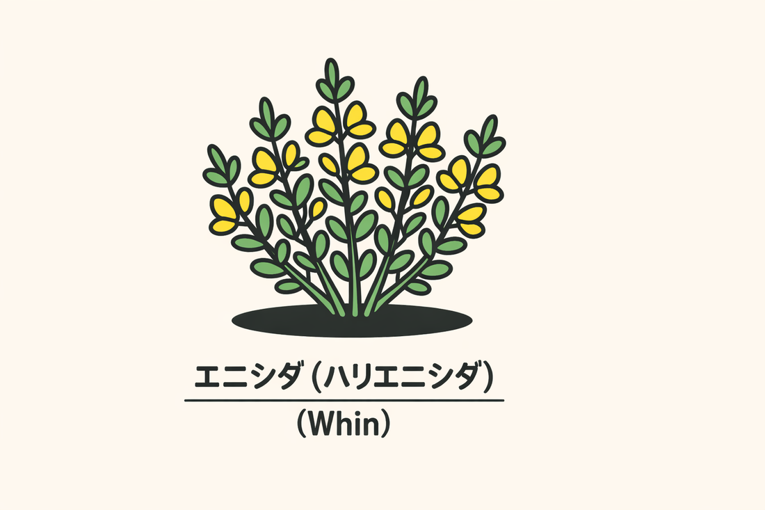 【エニシダ（ハリエニシダ）】の花言葉は「怒り」｜Whinの象徴