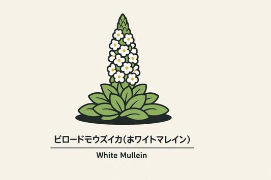 【ビロードモウズイカ】の花言葉は「善良さ」｜ホワイトマレインの意味