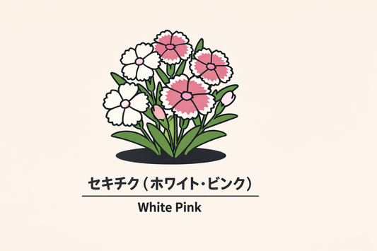【セキチク（ホワイト・ピンク）】の花言葉は「才気」｜意味の由来