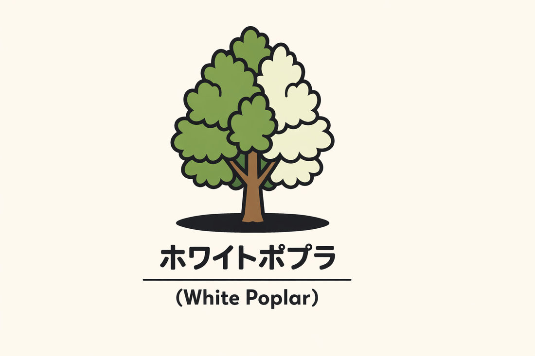 【ホワイトポプラ】の花言葉は「時」｜1884年の記録と象徴