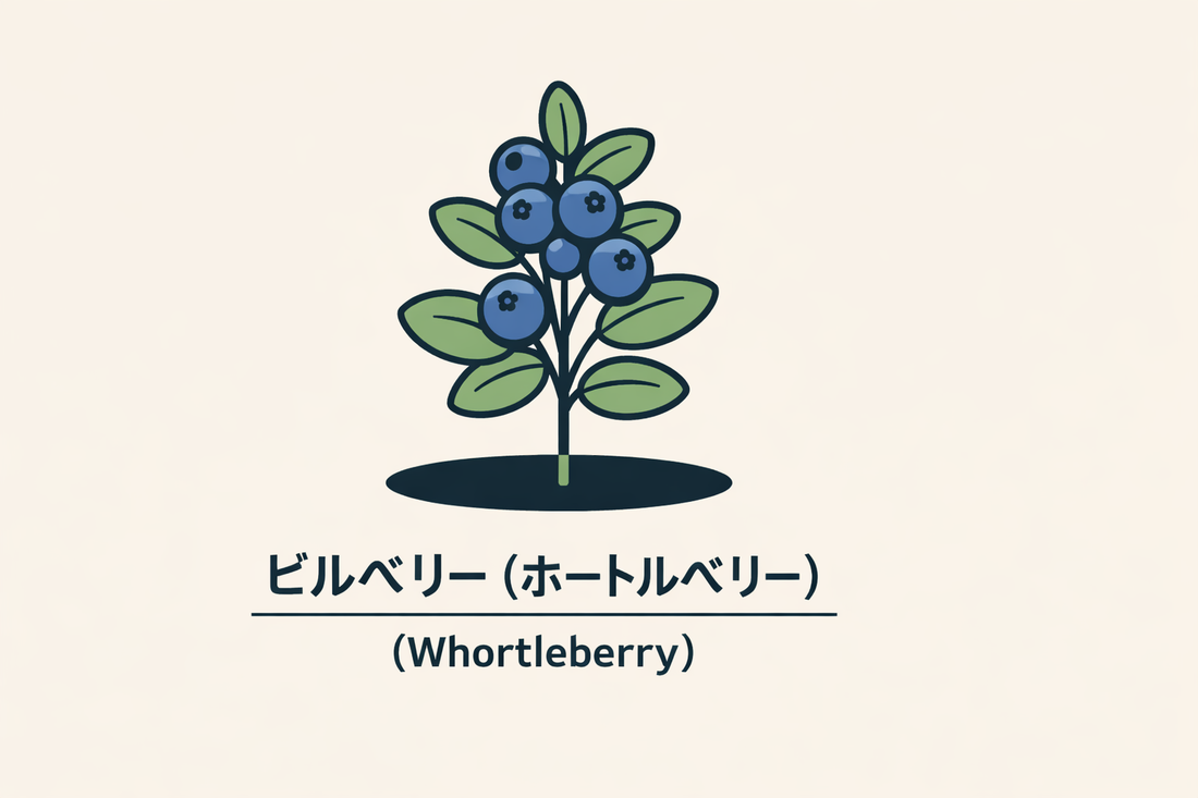 【ビルベリー】の花言葉は「裏切り」｜1884年の資料に残る象徴