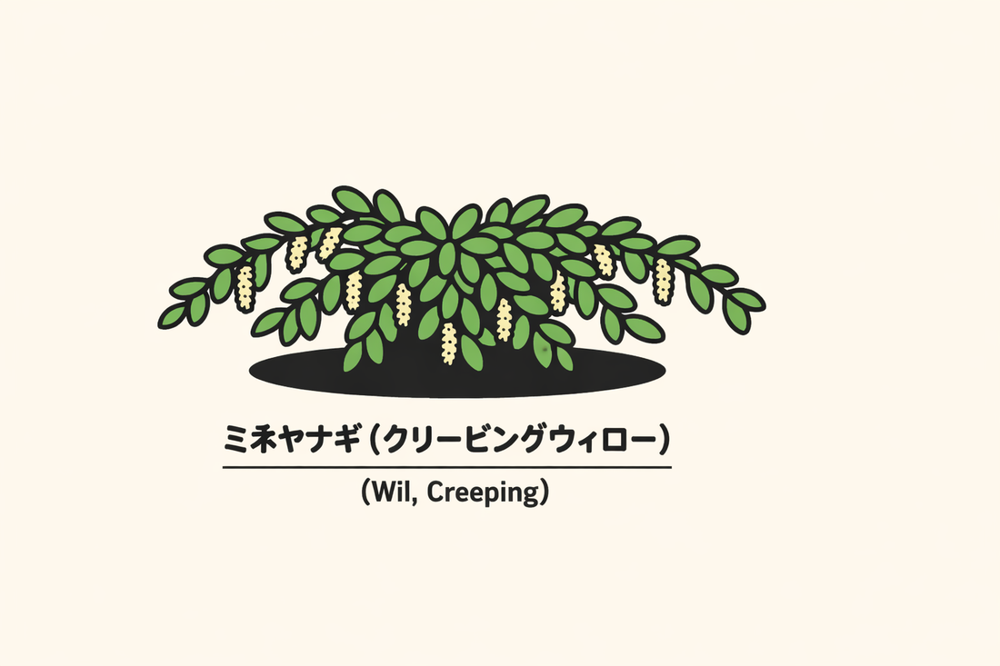 【ミネヤナギ】の花言葉は「見捨てられた恋」｜込められた象徴の意味