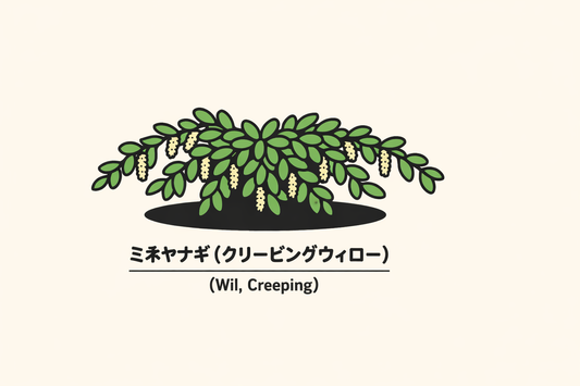 【ミネヤナギ】の花言葉は「見捨てられた恋」｜込められた象徴の意味