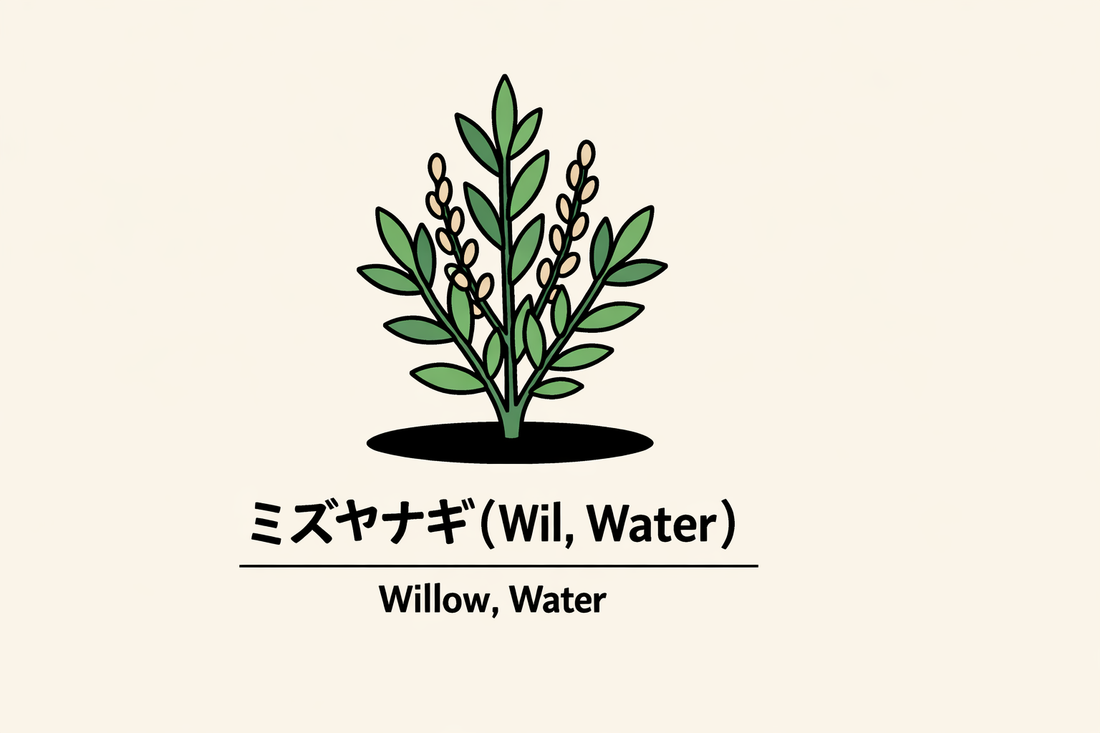 【ミズヤナギ】の花言葉は「自由」｜原典の見出し語に基づく象徴
