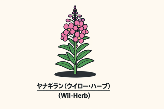 【ヤナギラン】の花言葉は「気取り」｜1884年の記録から読む意味