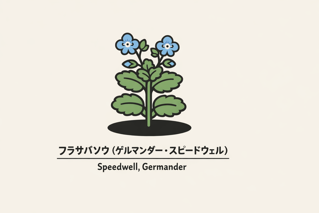 【フラサバソウ】の花言葉は「たやすさ」｜象徴の意味と由来