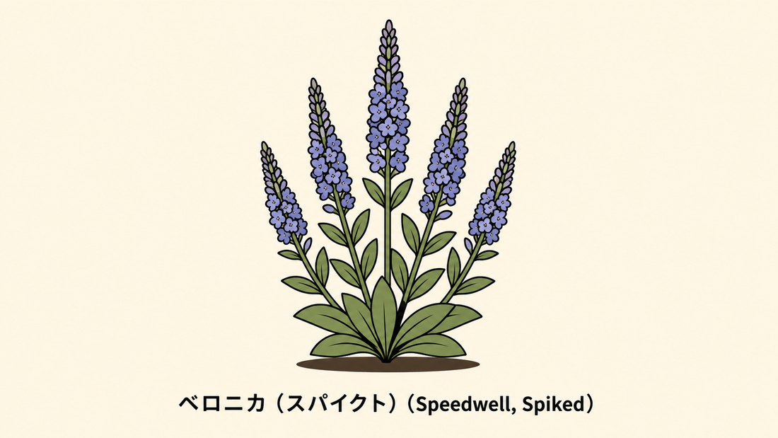 【ベロニカ（スパイクト）】の花言葉は「見せかけ」｜記録の解説