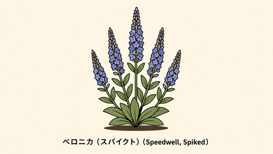 【ベロニカ（スパイクト）】の花言葉は「見せかけ」｜記録の解説