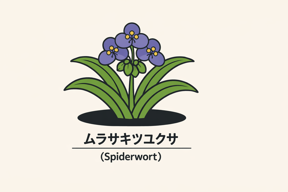 【ムラサキツユクサ】の花言葉は「敬意」｜英名Spiderwortの由来