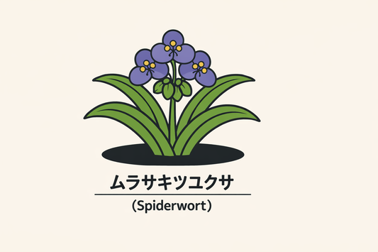 【ムラサキツユクサ】の花言葉は「敬意」｜英名Spiderwortの由来