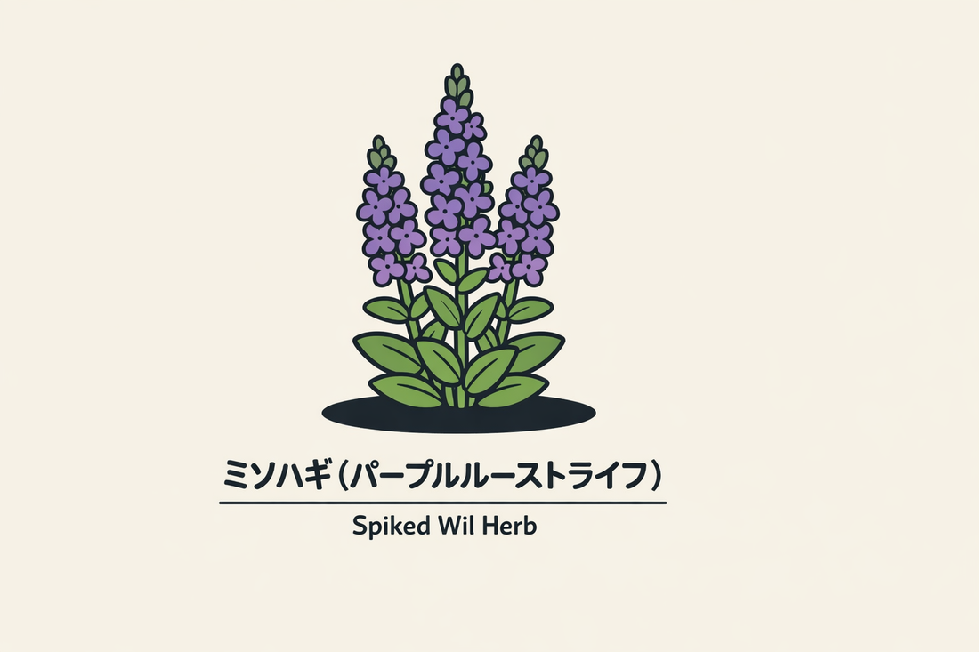 【ミソハギ】の花言葉は「気取り」｜1884年の文献記録と意味