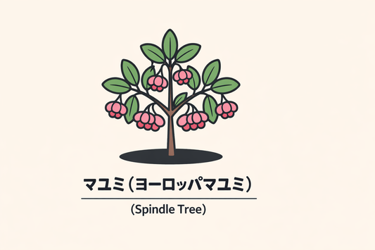 【マユミ】の花言葉は「魅力は我が心に刻まれる」｜意味と由来