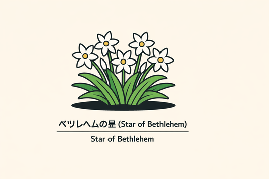 【ベツレヘムの星】の花言葉は「純潔」｜Greenawayの記録と意味