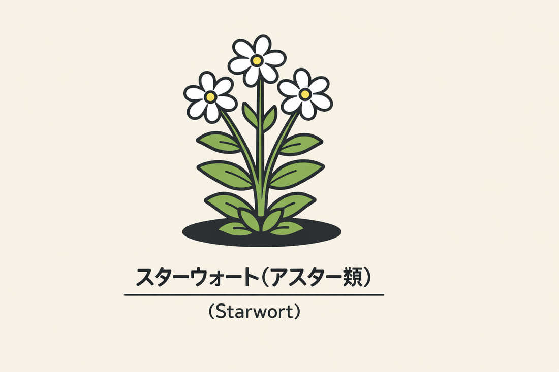 【スターウォート】の花言葉は「思い直し」｜1884年文献の記録