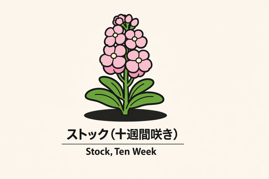【ストック（十週間咲き）】の花言葉は「迅速」｜1884年の記録