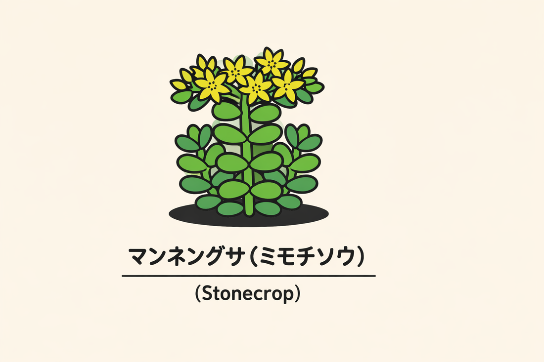 【マンネングサ】の花言葉は「静穏」｜1884年の記録と由来