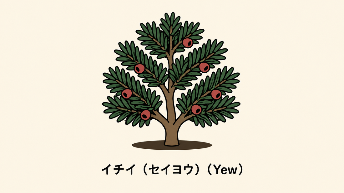 【イチイ（セイヨウ）】の花言葉は「悲哀」｜意味と文献記録の背景