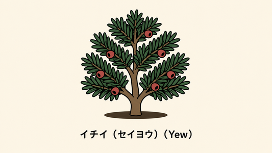 【イチイ（セイヨウ）】の花言葉は「悲哀」｜意味と文献記録の背景