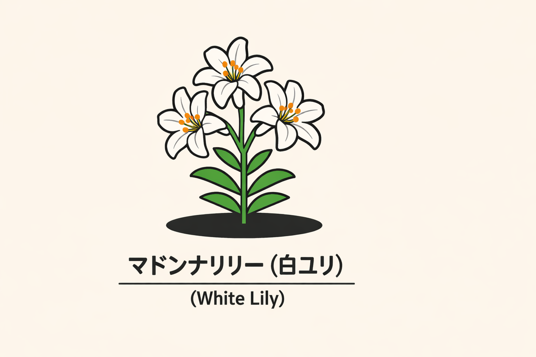 【マドンナリリー】の花言葉は「純潔・慎み」｜白ユリの象徴を解説