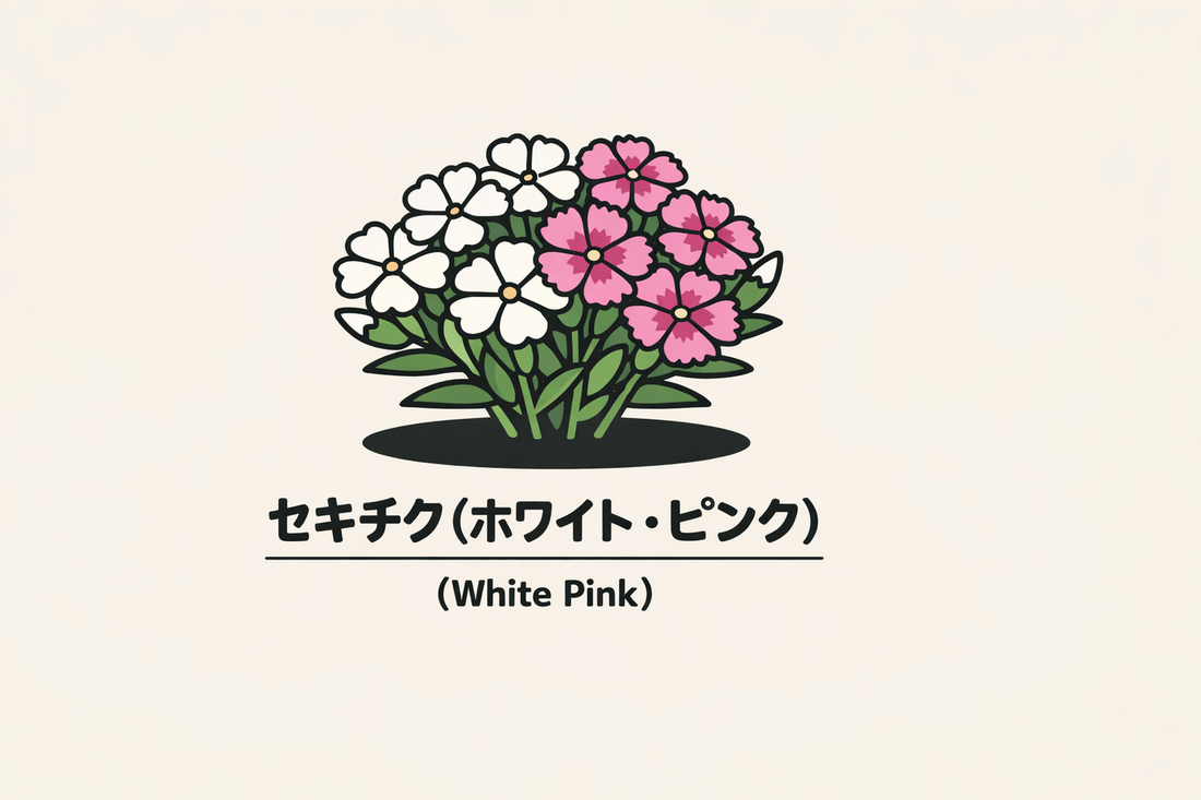 【セキチク（ホワイト・ピンク）】の花言葉は「才気」｜由来の背景
