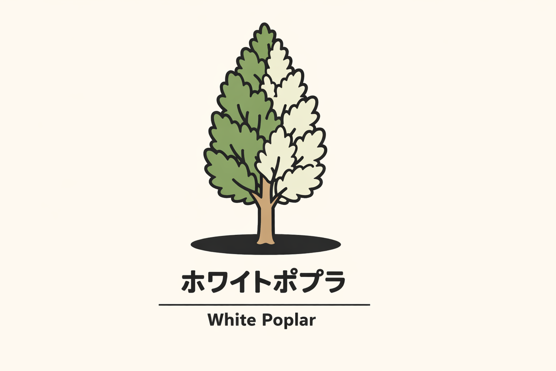 【ホワイトポプラ】の花言葉は「時」｜Greenawayの記録と意味