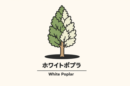 【ホワイトポプラ】の花言葉は「時」｜Greenawayの記録と意味