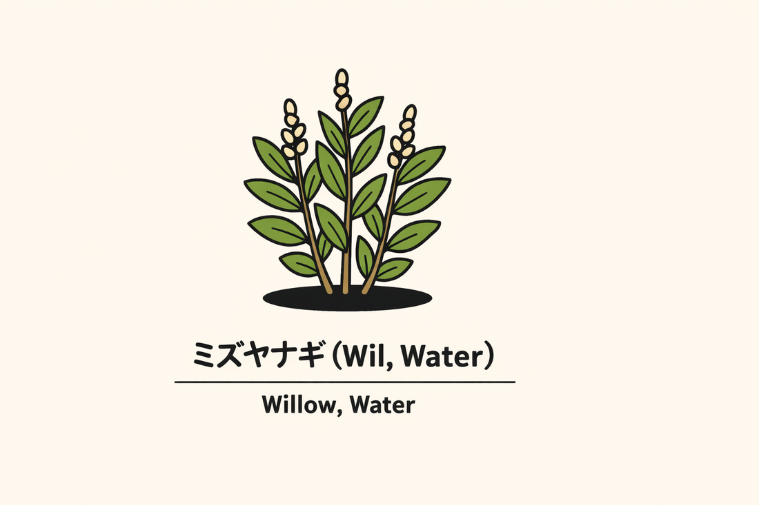 【ミズヤナギ】の花言葉は「自由」｜見出し語に基づく意味の解説