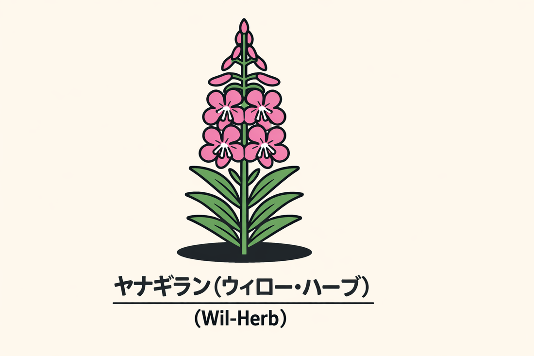 【ヤナギラン】の花言葉は「気取り」｜1884年の記録と由来