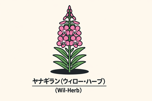【ヤナギラン】の花言葉は「気取り」｜1884年の記録と由来