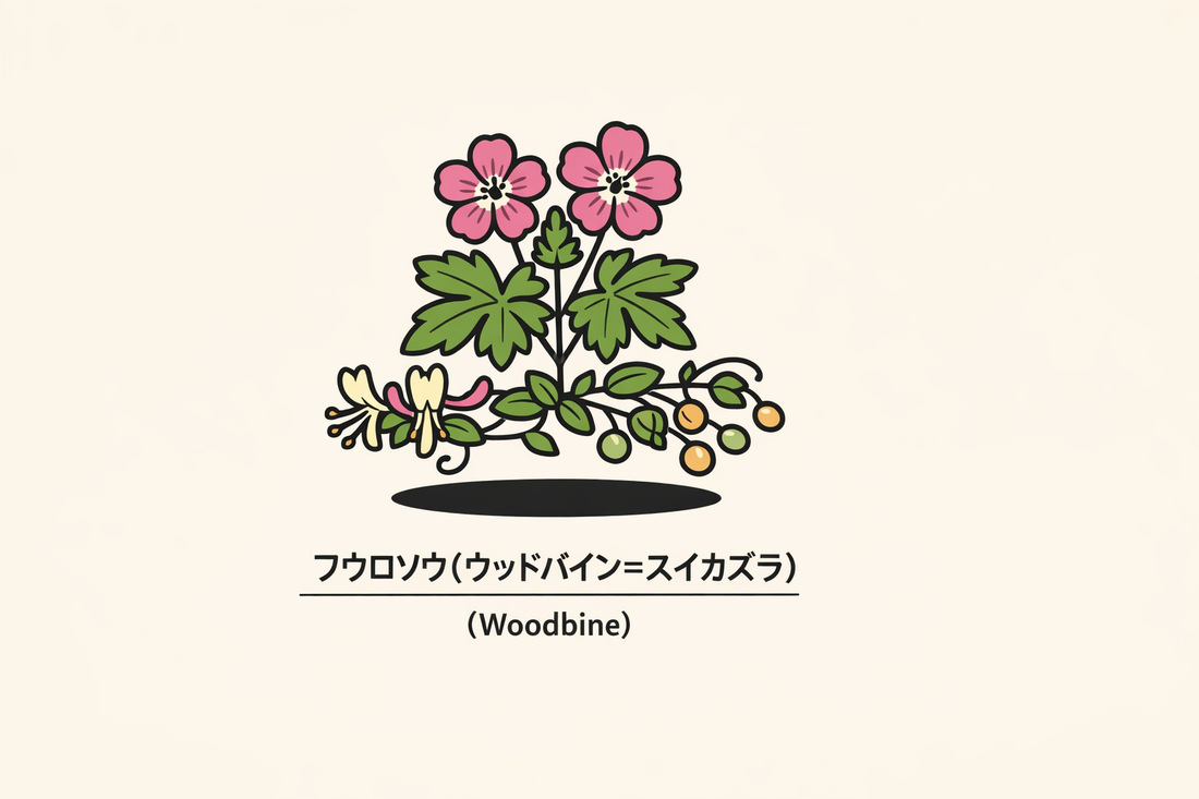 【ウッドバイン】の花言葉は「兄弟愛」｜1884年の文献に残る象徴