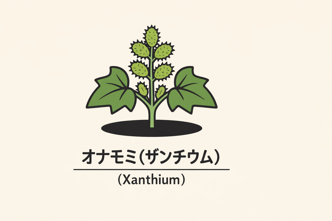 【オナモミ】の花言葉は「粗野・執拗」｜文献に残る意味の背景