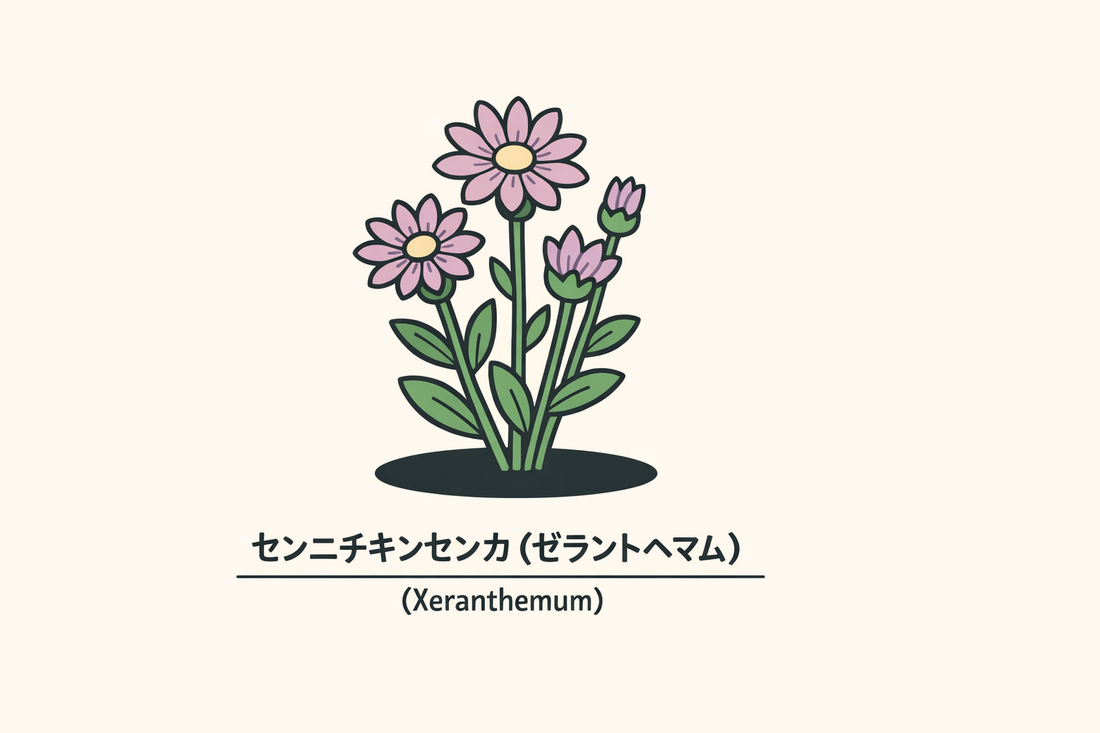 【センニチキンセンカ】の花言葉は「逆境での朗らかさ」｜由来を解説