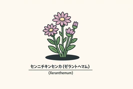 【センニチキンセンカ】の花言葉は「逆境での朗らかさ」｜由来を解説