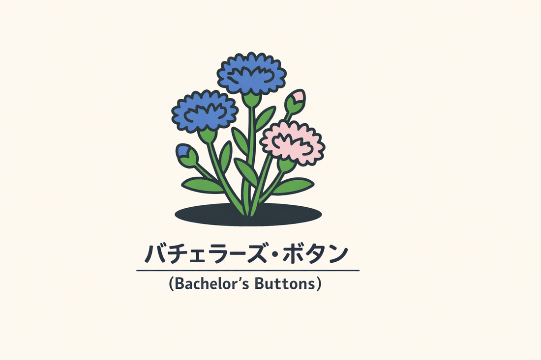 【バチェラーズ・ボタン】の花言葉は「独身」｜1884年の記録と意味