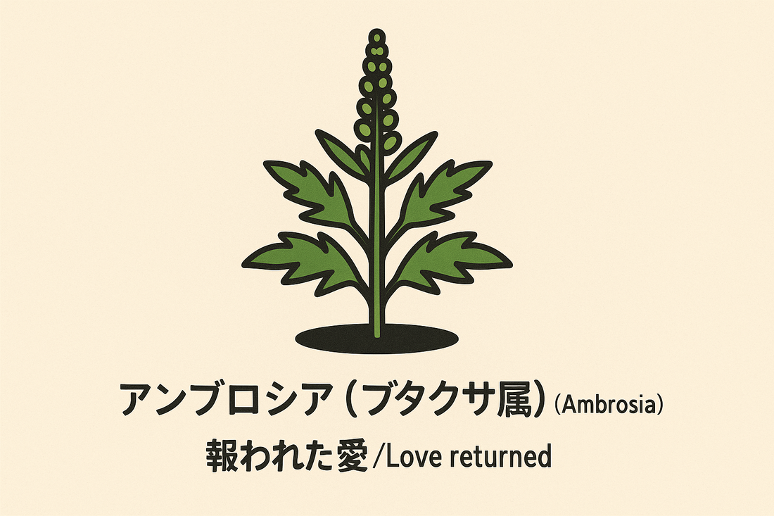 【アンブロシア】の花言葉は「報われた愛」｜意味と文献記録