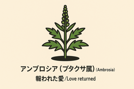 【アンブロシア】の花言葉は「報われた愛」｜意味と文献記録