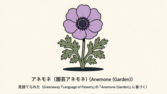 【アネモネ】の花言葉は「見捨てられた」｜文献記録から読む意味