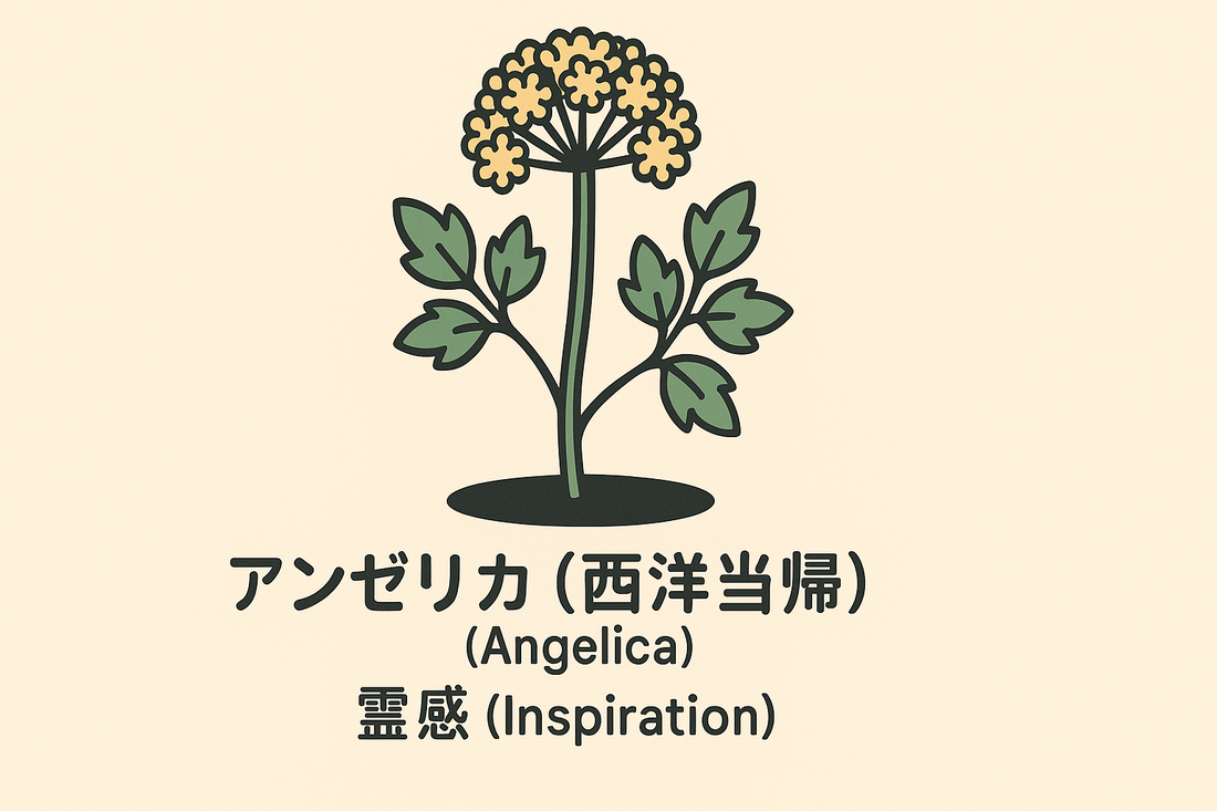【アンゼリカ】の花言葉は「霊感」｜Greenawayの記録と象徴